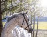 Springpferd Solli's Lord Callisto (Norwegisches Warmblut, 2003, von Lord Caletto)