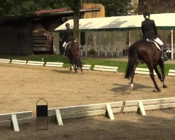 dressage horse Costa 48 (German Warmblood, 2007, from Corregio 3)