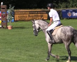 Springpferd Quicksilver Star (Westfale, 2009, von Quintus 97)