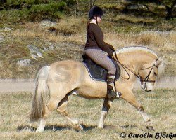 stallion Magne (Fjord Horse, 2001, from Ismo Kry)