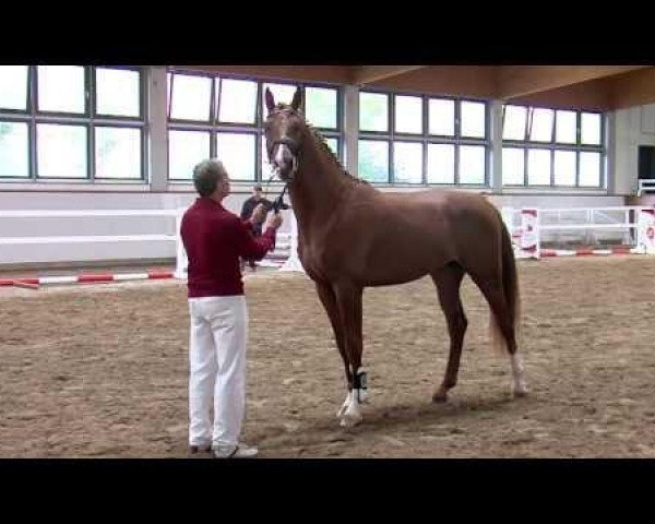 stallion Li Charmeur (German Sport Horse, 2011, from Limasol)