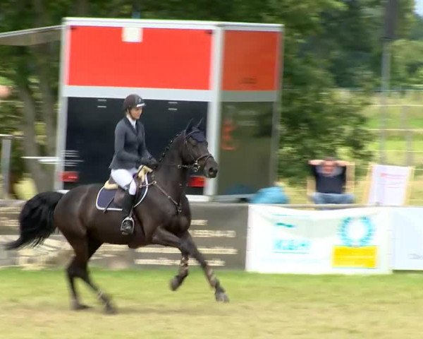 Springpferd Maestro Z (Zangersheide Reitpferd, 2002, von Manhattan)