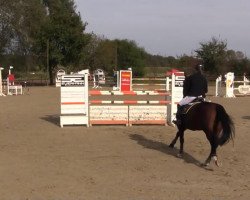 jumper Louisa 47 (Hanoverian, 2008, from Lord Pezi)