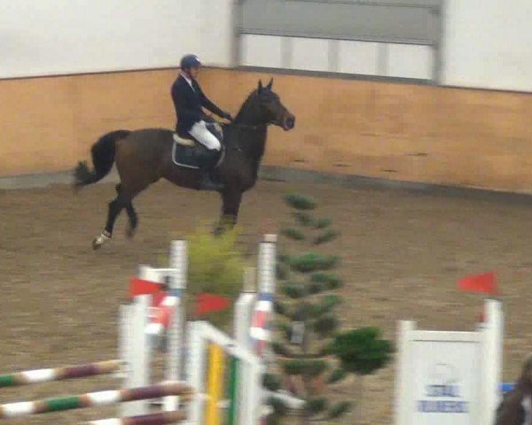 jumper Clarinetto (Hessian Warmblood, 2008, from Calido I)