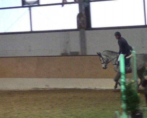 horse Gasolina 3 (KWPN (Royal Dutch Sporthorse), 2008, from Sydney)