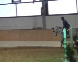 jumper Gasolina 3 (KWPN (Royal Dutch Sporthorse), 2008, from Sydney)