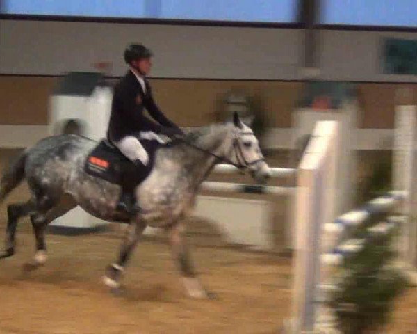 Springpferd Holly 160 (Trakehner, 2007, von Grafenstolz)