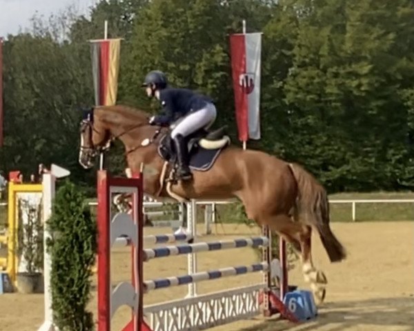 jumper Call me Phantom (Belgian Warmblood, 2015, from Fantomas de Muze)