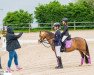 dressage horse Fellow 147 (Nederlands Welsh Ridepony, 2011, from Zomerdijk's Willie Wortel)