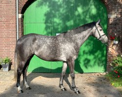 jumper Carmina L (Hanoverian, 2016, from Cordess 2)