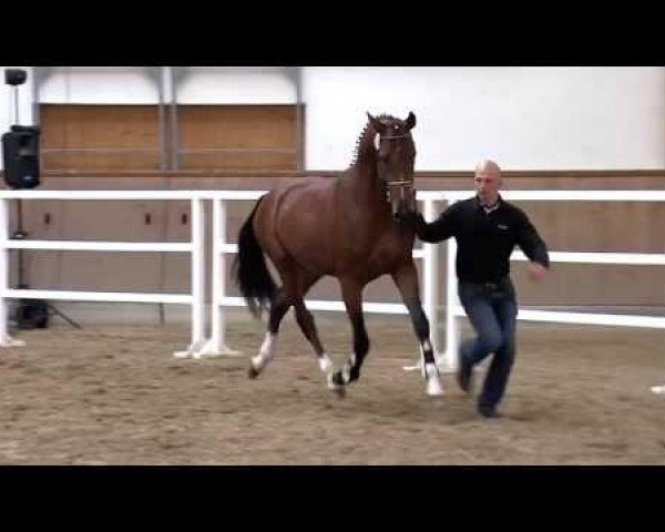 stallion Lets go (German Sport Horse, 2011, from Levistano)