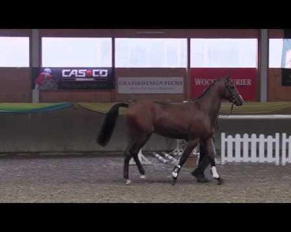 stallion Kasimir 184 (German Sport Horse, 2011, from Cass-Quidam)