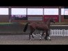 stallion Kasimir 184 (German Sport Horse, 2011, from Cass-Quidam)