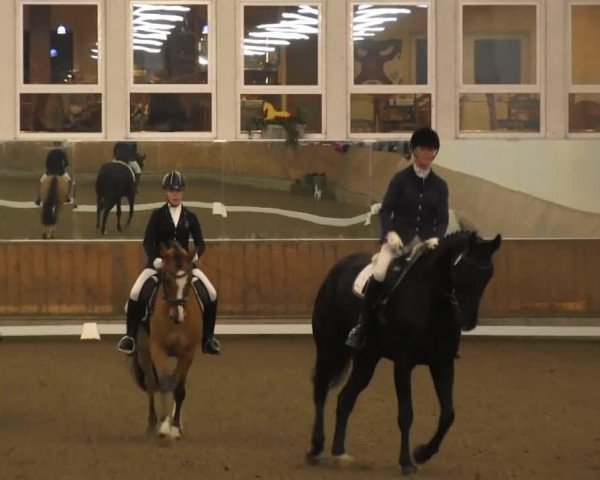 dressage horse Dreamboy Junior (German Riding Pony, 2007, from FS Don't Worry Junior)