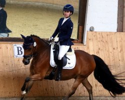 dressage horse Willem 57 (Holländisches riding ponies, 2007)