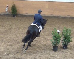 jumper Lasar 20 (Latvian Warmblood, 2004, from Legato)