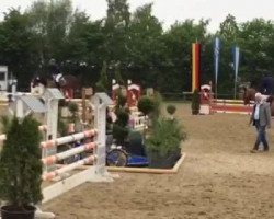 jumper Diamant de la vie (Oldenburg show jumper, 2009, from Diarado)