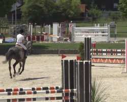 jumper Usher du Tillard (Selle Français, 2008, from Cassini II)