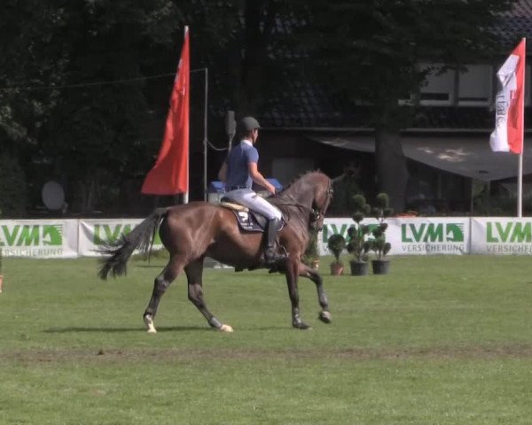 horse Louis 296 (Hanoverian, 2009, from Linton)
