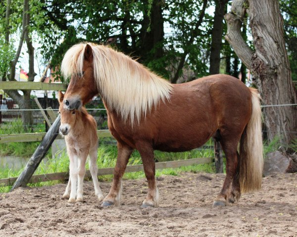 Zuchtstute Ramona PrSt*** (Shetland Pony, 1995, von Bob)