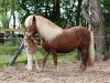 Zuchtstute Ramona PrSt*** (Shetland Pony, 1995, von Bob)