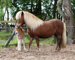 Zuchtstute Ramona PrSt*** (Shetland Pony, 1995, von Bob)