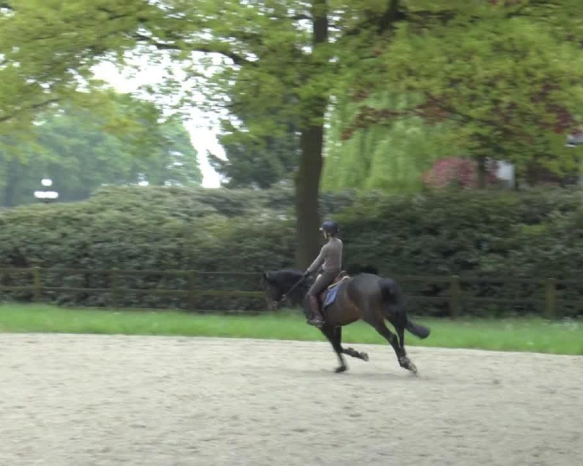 Springpferd Chicco VA (Holsteiner, 2008, von Indoctro)