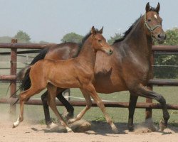 broodmare Lizarazu M (Hanoverian, 2000, from Lauries Crusador xx)