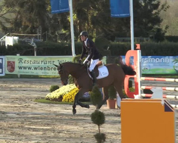 jumper Starlight 312 (Oldenburg show jumper, 2008, from Stakkatol)