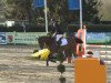 jumper Starlight 312 (Oldenburg show jumper, 2008, from Stakkatol)