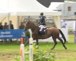 broodmare Baldorra (Oldenburg show jumper, 2007, from Baloubet du Rouet)