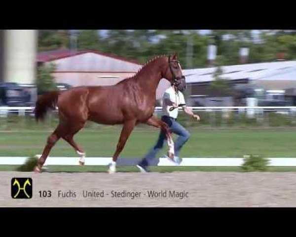 dressage horse Assich's Up and Down (Hanoverian, 2011, from United)