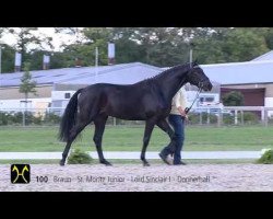 stallion St. George (Hanoverian, 2011, from St. Moritz Junior)