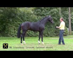 dressage horse Saint Julien (Hanoverian, 2011, from Sandro Hit)