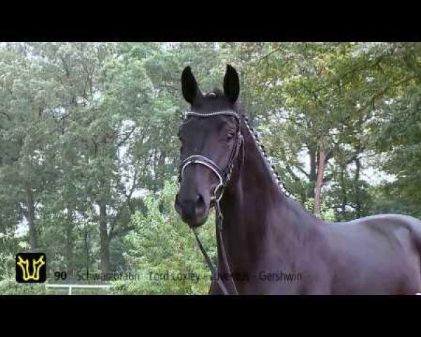 Deckhengst Lord Kingsley (Rheinländer, 2011, von Lord Loxley I)