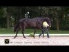 dressage horse Fürstenherz (Hanoverian, 2011, from Fürstenball)