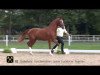 dressage horse Fürst Lauries (Hanoverian, 2011, from Fürst Romancier)