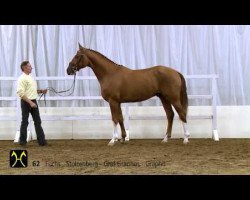 stallion Stolzengraf (Hanoverian, 2011, from Stolzenberg)