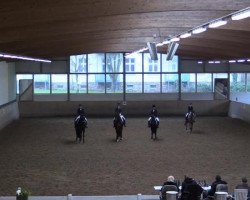 dressage horse Sweet little Daisy (Oldenburg, 2008, from Sir Sunshine)