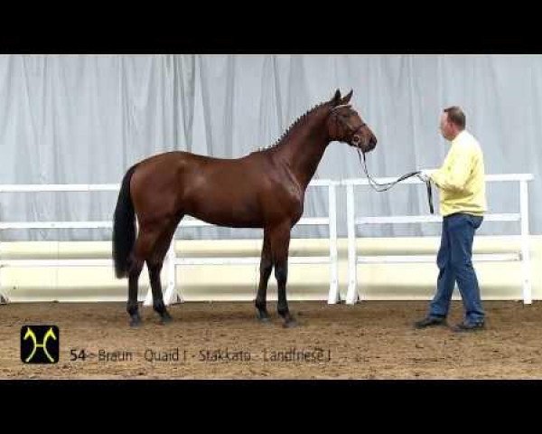 stallion Quistallo van de Helle (Hanoverian, 2011, from FRH Quaid)