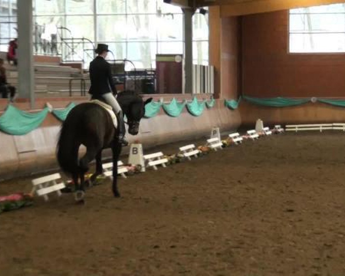 dressage horse Happy Highness (Trakehner, 2008, from Kaiserdom)