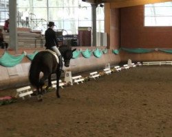 dressage horse Happy Highness (Trakehner, 2008, from Kaiserdom)