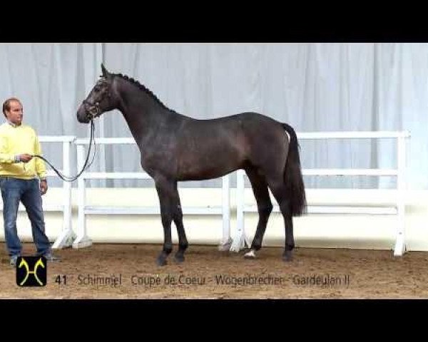 jumper Casparo (Hanoverian, 2011, from Coupe de Coeur 2)