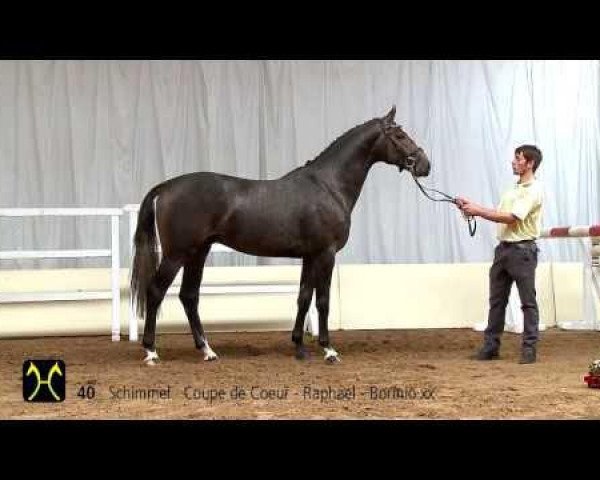 stallion Complete (Hanoverian, 2011, from Coupe de Coeur 2)
