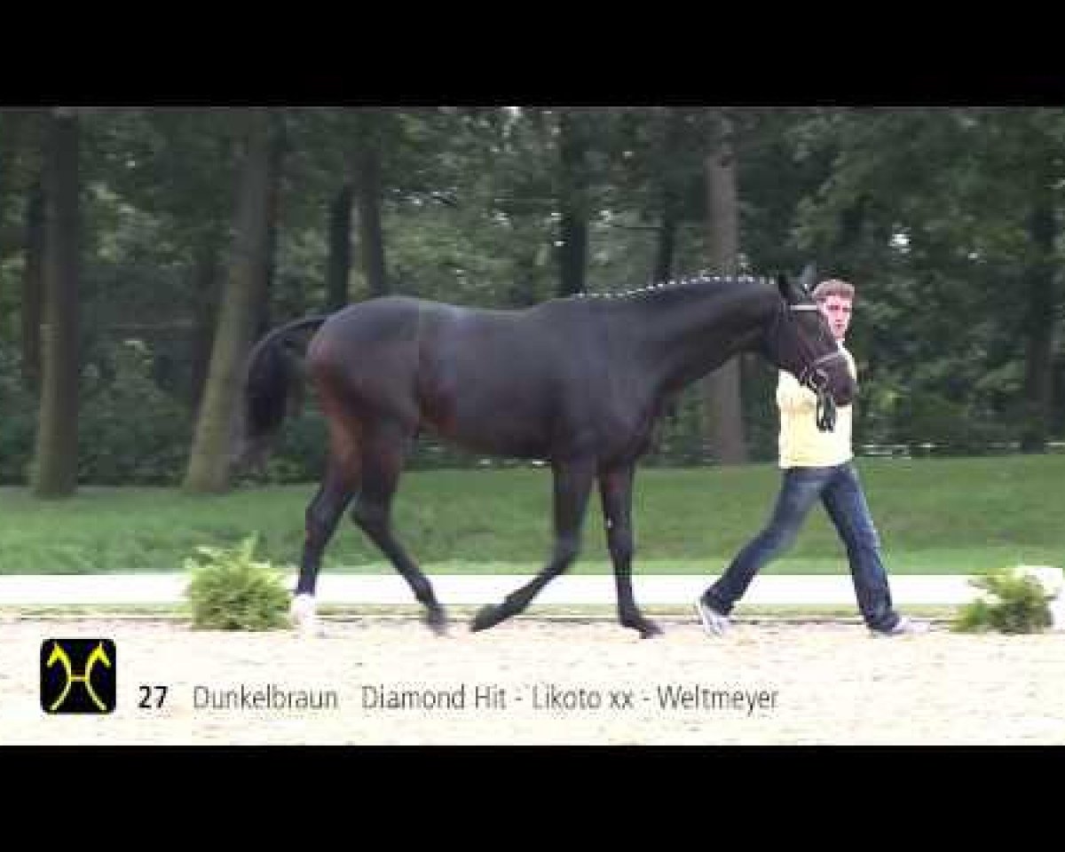 dressage horse Domino Gold (Hanoverian, 2011, from Diamond Hit)