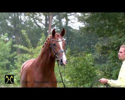 dressage horse Dice (Hanoverian, 2011, from Desperados FRH)