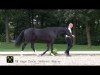 stallion Da Vinci 297 (Hanoverian, 2011, from Dancier)