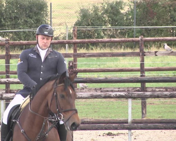 Reitturnier Worms-Pfeddersheim / Reitsportanlage Wittemer 2020