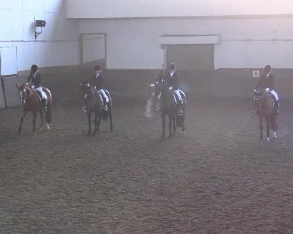 dressage horse Manijero XVII (Pura Raza Espanola (PRE), 2005, from Impetuoso-Mac)