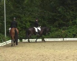 dressage horse Deluna 2 (Westphalian, 2008, from Dramatic)